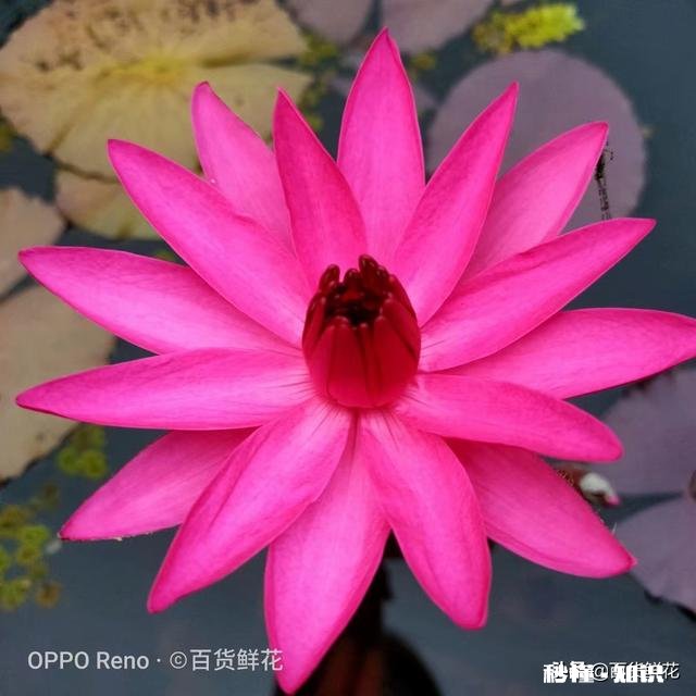 睡莲什么时候种植