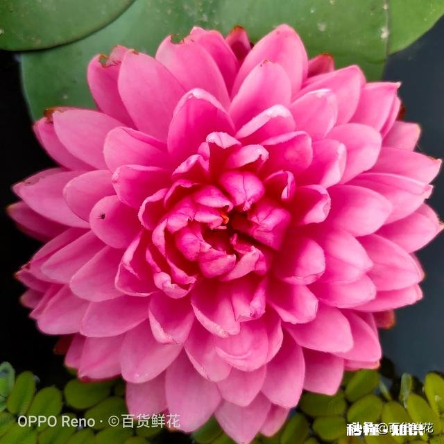 睡莲什么时候种植