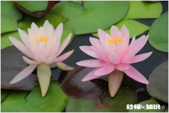睡莲什么时候种植