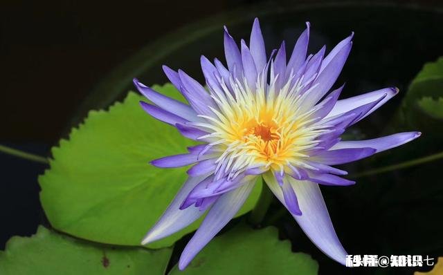 睡莲什么时候种植