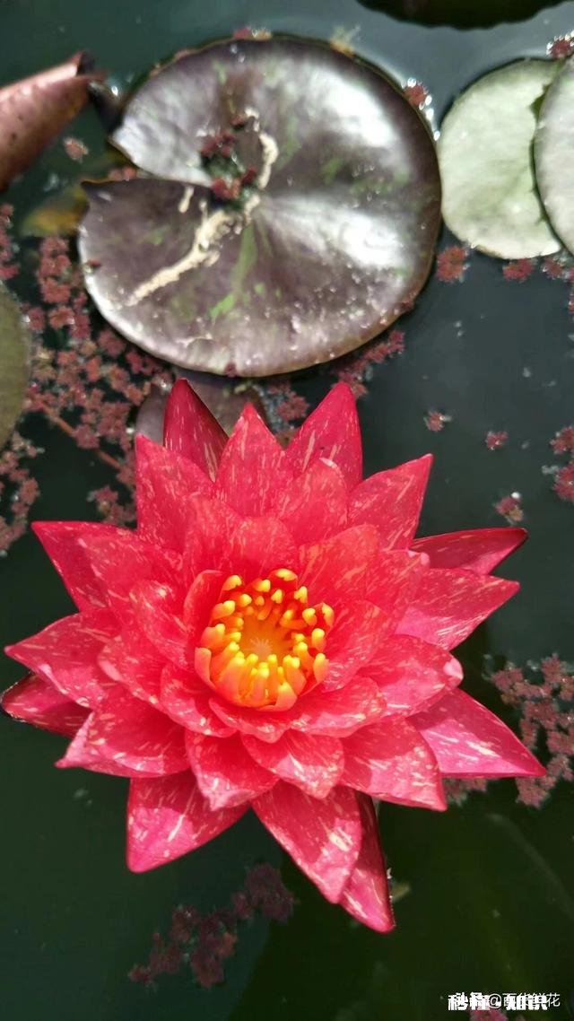 睡莲什么时候种植