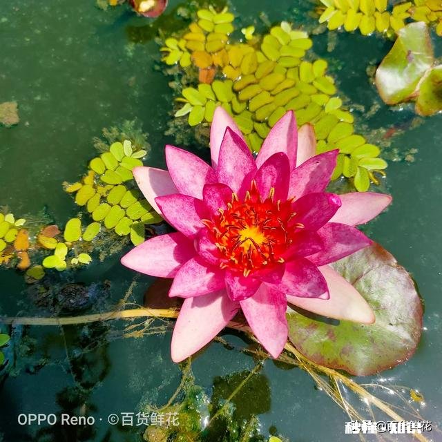 睡莲什么时候种植