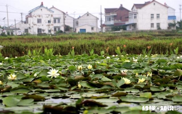 睡莲什么时候种植