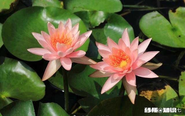 睡莲什么时候种植