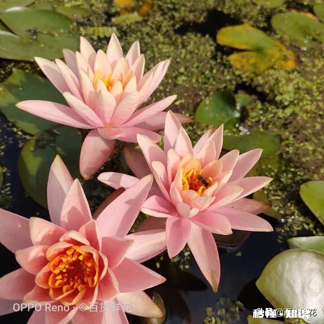 睡莲什么时候种植