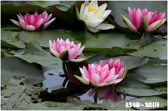 睡莲什么时候种植