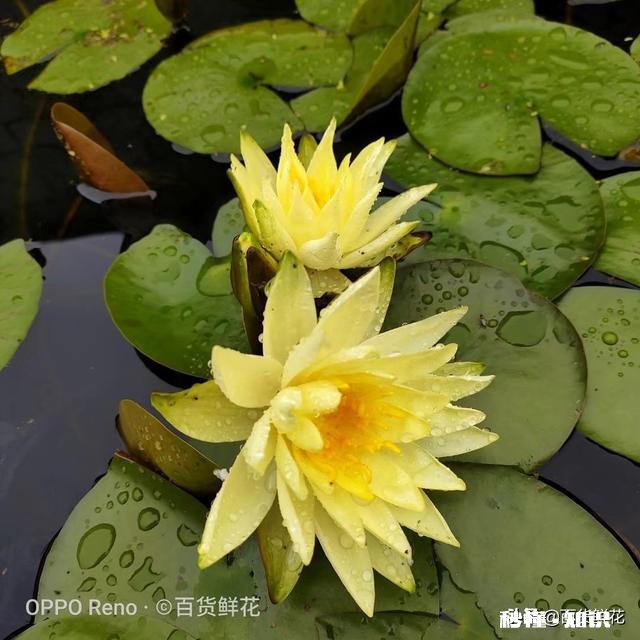 睡莲什么时候种植