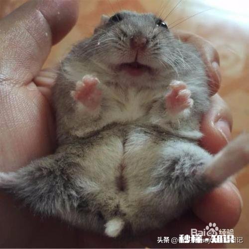 怎样预防被仓鼠咬