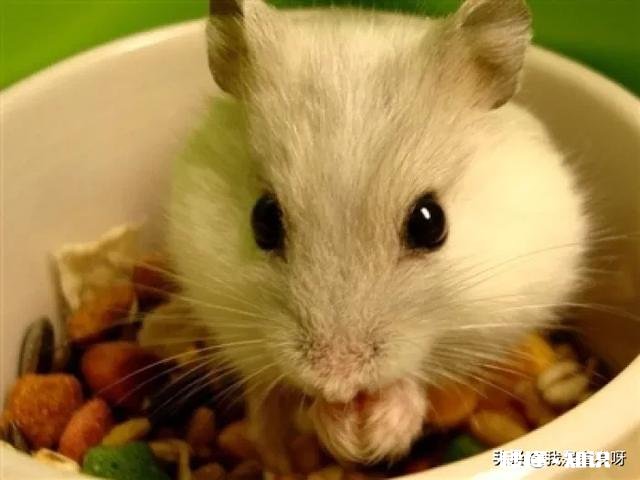 怎样预防被仓鼠咬