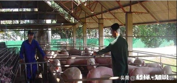 防控非瘟，如何做好人员管控