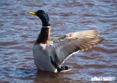 一只鸭子如何卖出几只鸭子的价值