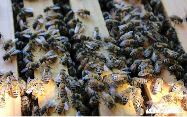 有蜂王在,工蜂几百只,没有蜂王产卵,能够发展下吗