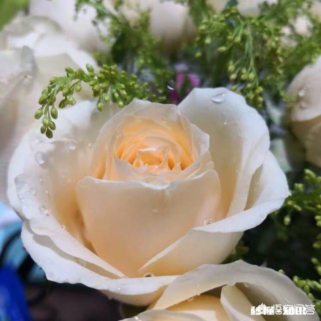 女生到底应该选择爱情，还是面包