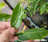 奇楠沉香幼苗叶子卷是什么原因