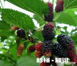 葡萄糖可以用做果树的叶面肥吗