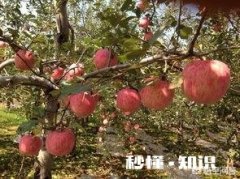 葡萄糖可以用做果树的叶面肥吗