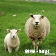 羊吃麦子吃多了怎么办