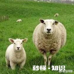 羊吃麦子吃多了怎么办