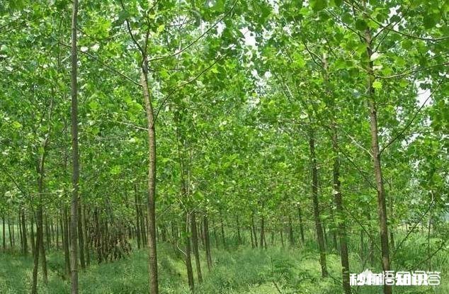 羊吃麦子吃多了怎么办