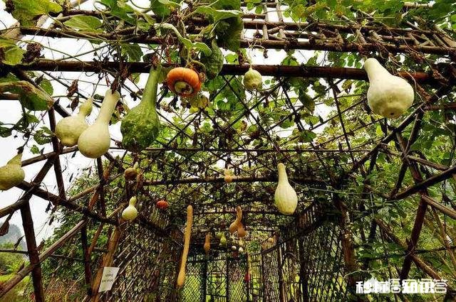 我想给果园安装灭蚊灯会有用吗