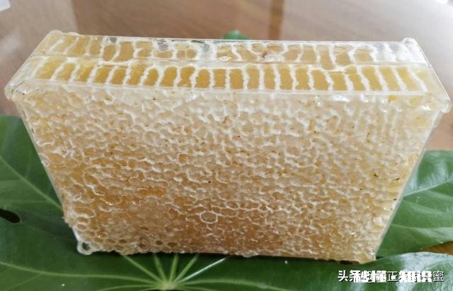 养蜂多久可出师