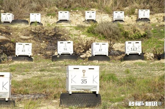 养蜂多久可出师