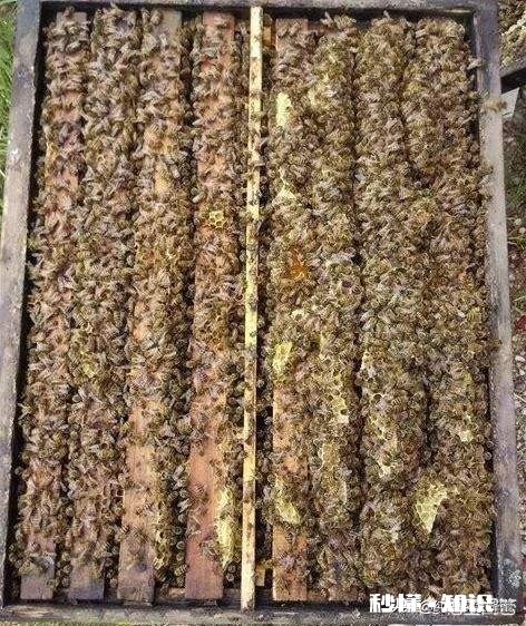 养蜂多久可出师