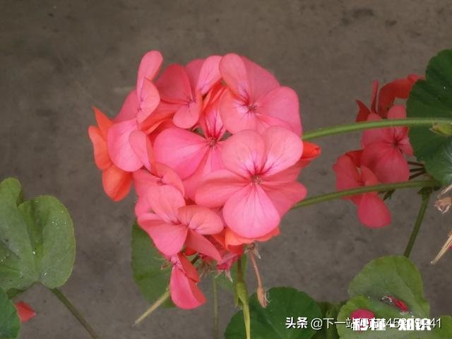 那些因为爱情结婚的人婚后过得怎么样