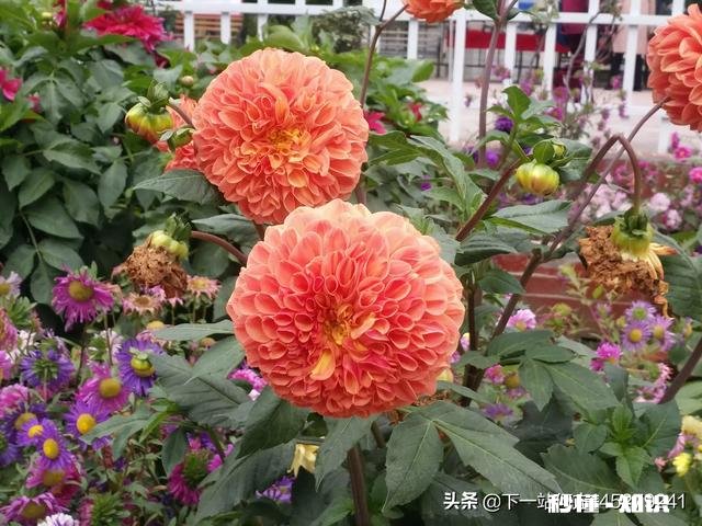 那些因为爱情结婚的人婚后过得怎么样