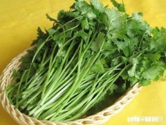 前列腺炎能吃香菜吗