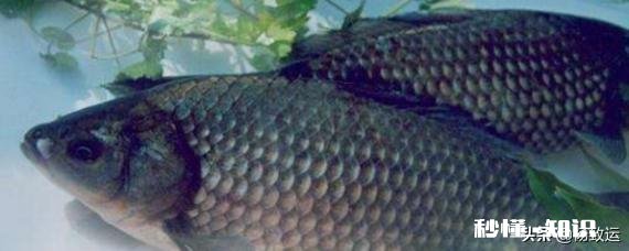 鲫鱼春天容易死是什么原因