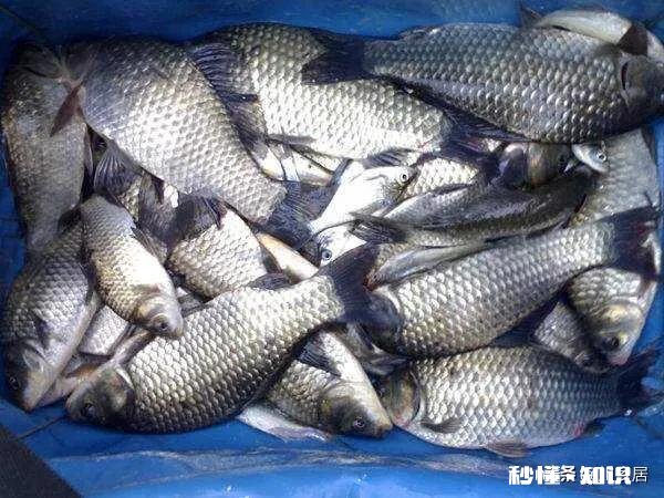 鲫鱼春天容易死是什么原因