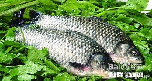 鲫鱼春天容易死是什么原因