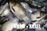 鲫鱼春天容易死是什么原因