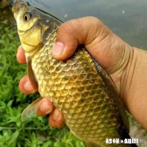 鲫鱼春天容易死是什么原因