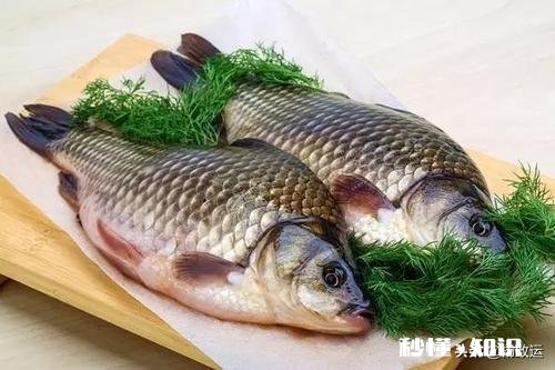 鲫鱼春天容易死是什么原因