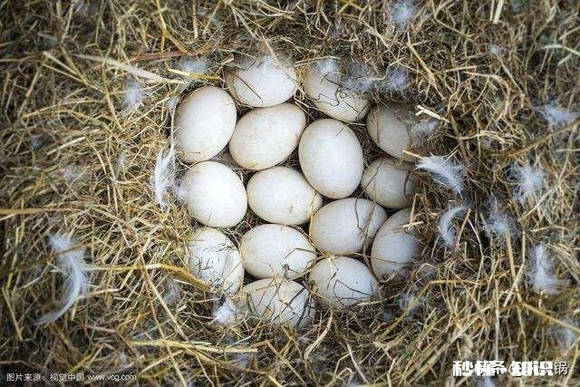 鸭子不下蛋是什么原因