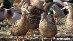 鸭子不下蛋是什么原因