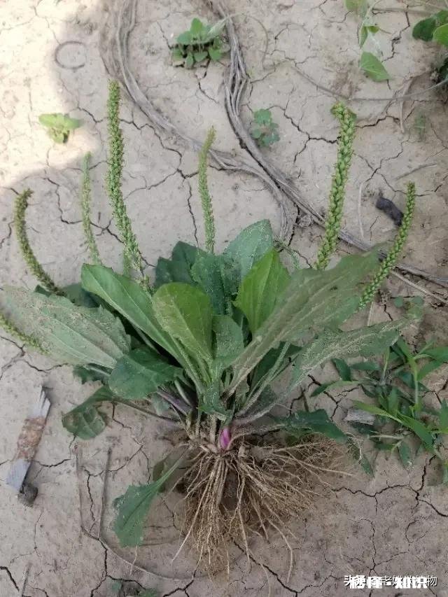 车前草和平车前的根部有什么区别