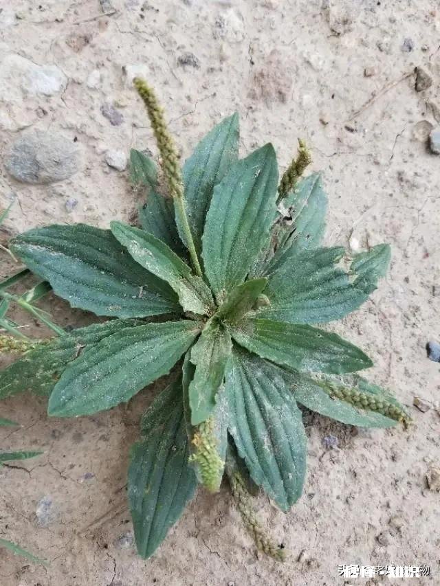 车前草和平车前的根部有什么区别