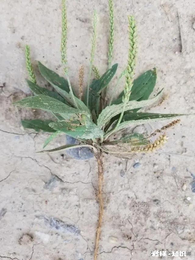 车前草和平车前的根部有什么区别