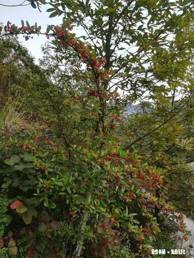 简字的造字法是什么