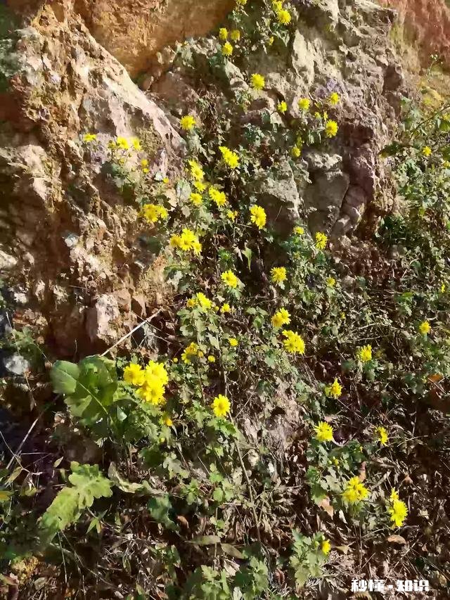 简字的造字法是什么