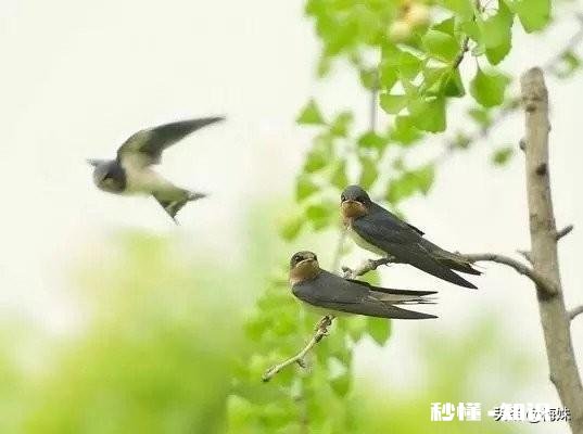 描写燕子飞行的诗句