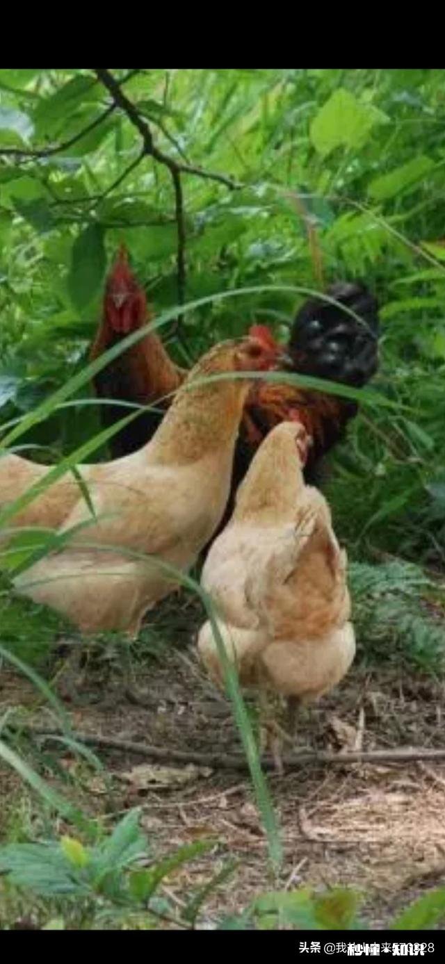 计划在山里散养鸡怎么样有哪些技巧