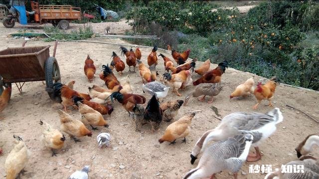 计划在山里散养鸡怎么样有哪些技巧