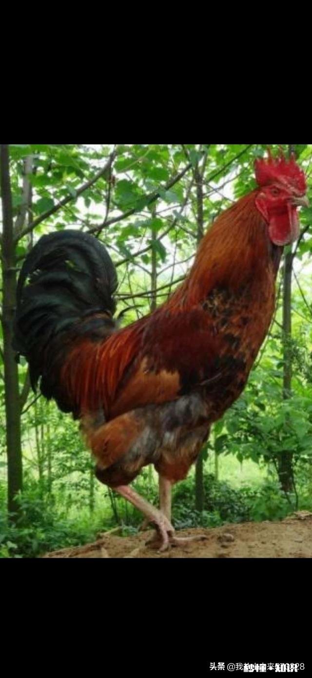 计划在山里散养鸡怎么样有哪些技巧