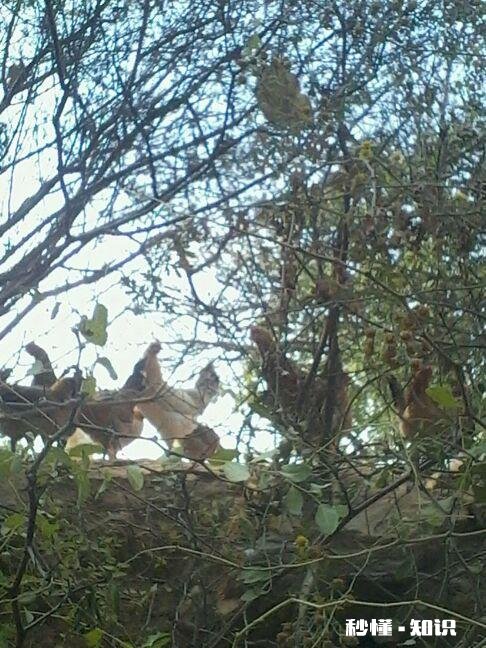计划在山里散养鸡怎么样有哪些技巧