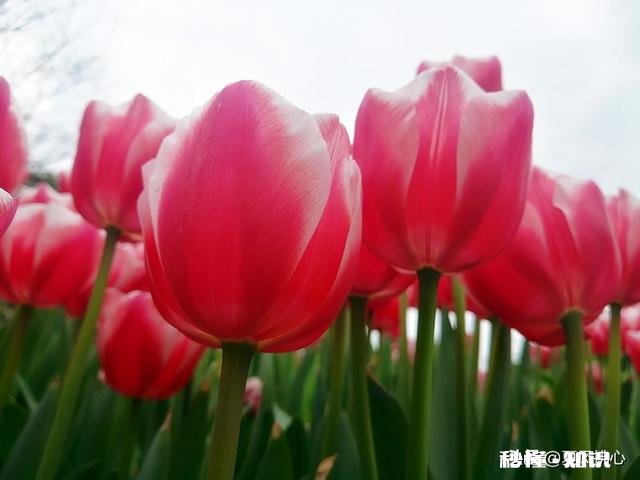 黑米燕麦米糙米玉米粒小米枸杞小红豆吃了会成为减肥餐吗