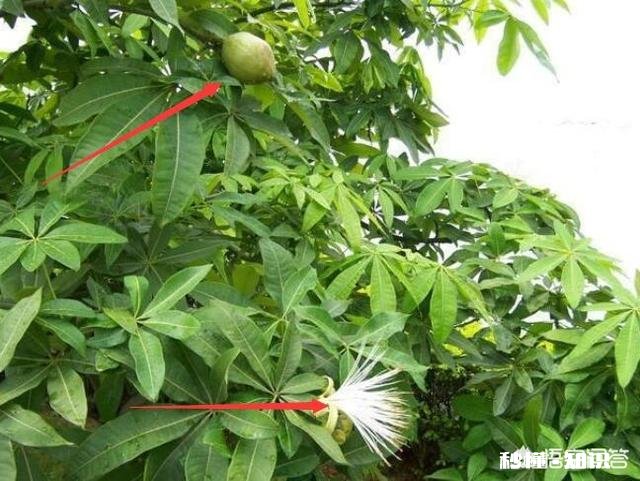 发财树果子怎么种植